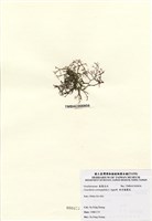 藏品(傘房龍鬚菜)的圖片